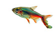 Amongst aquatic flora, a lone neon tetra dazzles observers object on a transparent background. 