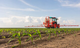 Fototapeta  - Tractor spraying corn field in sunset