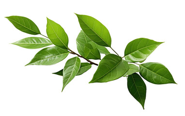 green leaves branch. a branch with vibrant green leaves. the leaves are lush and healthy, showcasing