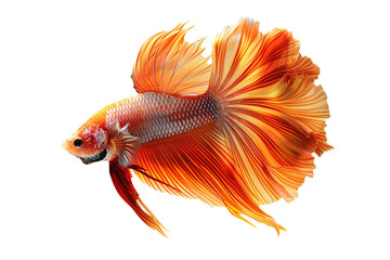 Wall Mural - Swirling in solitude, a betta fish displays mesmerizing colors object on a transparent background. 