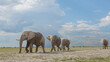 herd of elephants crossing the savannah