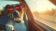 Dog driving a car on a highway wearing funny sunglasses.