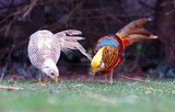 Fototapeta Miasto - Two Golden Pheasant eating in nature