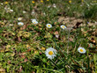 white marguerite - daisy flowers at park