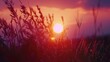 Sun setting behind tall grass, suitable for nature backgrounds