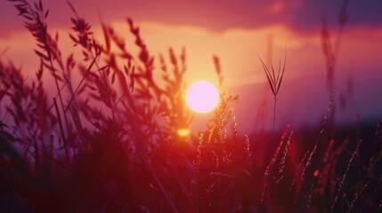 Wall Mural - Sun setting behind tall grass, suitable for nature backgrounds