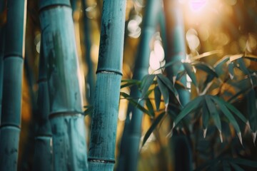 Close up of a bamboo plant with the sun in the background. Perfect for nature and environment concepts