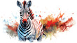 Zebra watercolor illustration on a white background