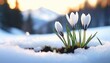 Crocuses emerge through snow, heralding spring in a wintry landscape. Violet and white petals contrast with the white snow.