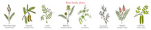 Bean Family Plants. (Fabaceae, Leguminosae Or Papilionaceae).
