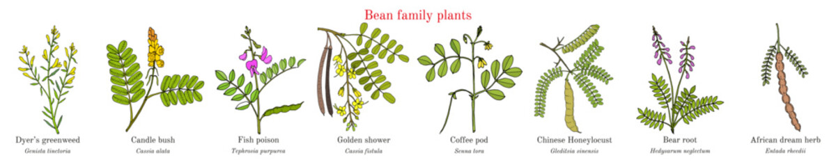 Wall Mural - Bean family plants. (Fabaceae, Leguminosae or Papilionaceae).