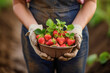 Farmer holding freshly harvested strawberries. Organic crop and agricultural business concept