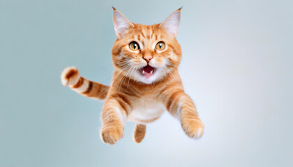 funny cat flying. photo of a playful tabby cat jumping mid-air looking at camera open mouth. background with copy space