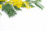 Fototapeta Kwiaty - Bush of yellow spring flowers mimosa isolated on white background.