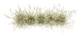 Fototapeta  - Top view savanna flowery grass row on transparent backgrounds 3d render png