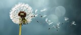 Fototapeta  - Macro Blow ball. Dandelion with multiply seeds on sky background