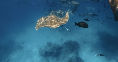 Wall Mural - Nurse sharks underwater in tropical blue sea. School of fish and sharks in transparent ocean