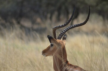 Poster - Impala with horns resting in tall grass