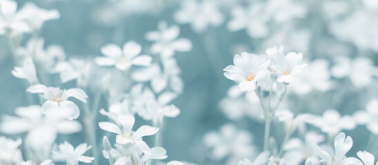 Wall Mural - small white flowers. spring or summer floral banner. selective focus.