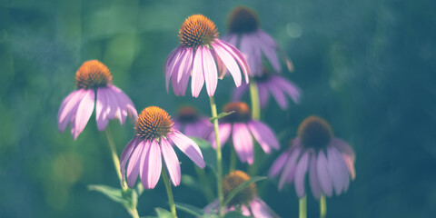 Wall Mural - purple echinacea flowers on a beautiful blurred background in the garden, sunny day. selective soft 