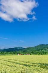 Poster - 道東　佐呂間町の麦畑
