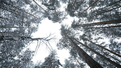 Wall Mural - Dizzying view of winter trees. Media. Beautiful view from below of tree crowns in winter forest. Beautiful rotating view of treetops in winter