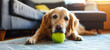 A golden retriever joyfully plays with a tennis ball, epitomizing canine exuberance