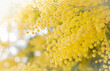 Flowers of mimosa scabrella with sunlight