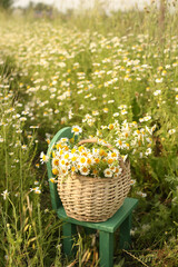 A basket of daisies sits in a field of daisies.