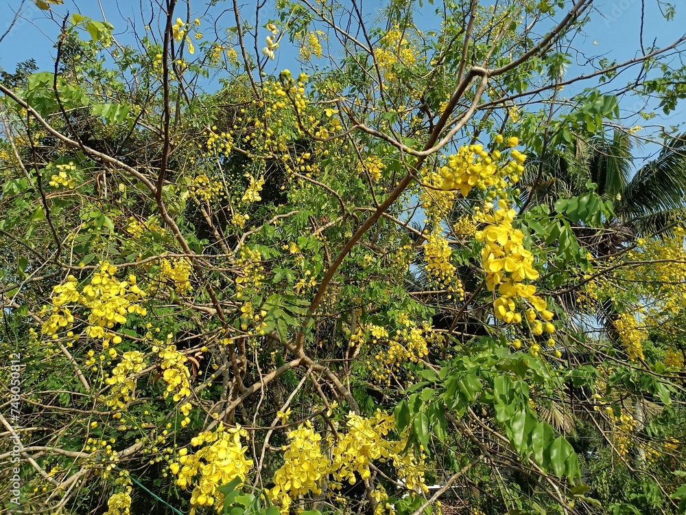 Konnapoo Cassia fistula, also known as golden shower, purging cassia, Indian ...