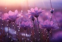 Beautiful Purple Flowers In The Meadow At Sunset. Nature Background.