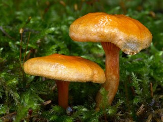 Wall Mural - Hygrophoropsis aurantiaca, commonly known as the false chanterelle. Orange wet mushrooms with a drop of water.