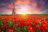 Fototapeta Tulipany - panorama of a field of red poppies against the background of the evening sky . High quality photo