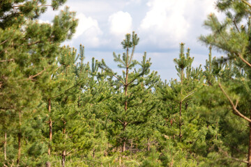 Wall Mural - Young pine trees in the forest as a background