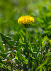 Poster - Yellow dandelion flowers in nature in spring