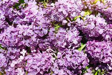 Canvas Print - springtime floral background, blooming lilac bush in dew drops