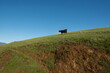 Cow about to fall on eroded cliff on a sunny day with blue sky copy space