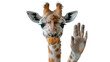 A striking giraffe extends its long neck and raises a front hoof as if giving a high five in a human-like way