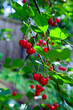 © kostik2photo - Red ripe juicy cherries berries hanging on cherry tree branch. .