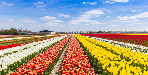 Wall Mural - Various types of tulips in the field in The Netherlands