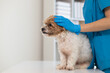 © thatinchan - Veterinarians are performing annual check ups on dogs to look for possible illnesses and treat them quickly to ensure the pet's health. veterinarian is examining dog in veterinary clinic for treatment