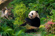 The giant panda eating bamboo in the Macau Giant Panda Pavilion, China.