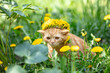 A small ginger kitten, crowned with a wreath of dandelion flowers, walks on a lawn with dandelions