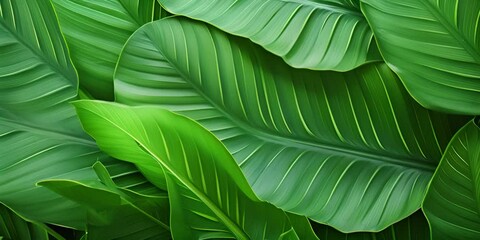 Sticker - abstract green leaf texture, nature background, tropical leaf 4K Video