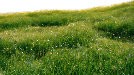 grass-blades-intermingling-with-wildflowers-large-boulders-dotted-throughout-under-an-expansive