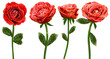 Set of  red roses  flowers on a white isolated background with clipping path. Flowers on a stem. Close-up. For design. Nature.