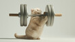 Funny and playful chubby overweight cat lifting a bar bell isolated on white background, concept of losing weight, fitness, work out.