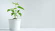 elettaria cardamomum plant in white minimalist pot, ai generative