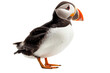 atlantic puffin isolated on transparent background. Generative ai