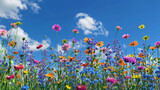 Fototapeta Tulipany -  flowerbed. colorful flowers over blue sky